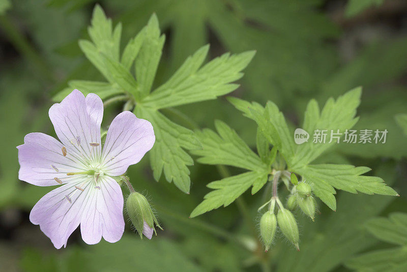 粉红色开花植物特写镜头