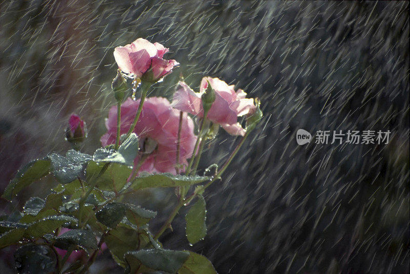 雨