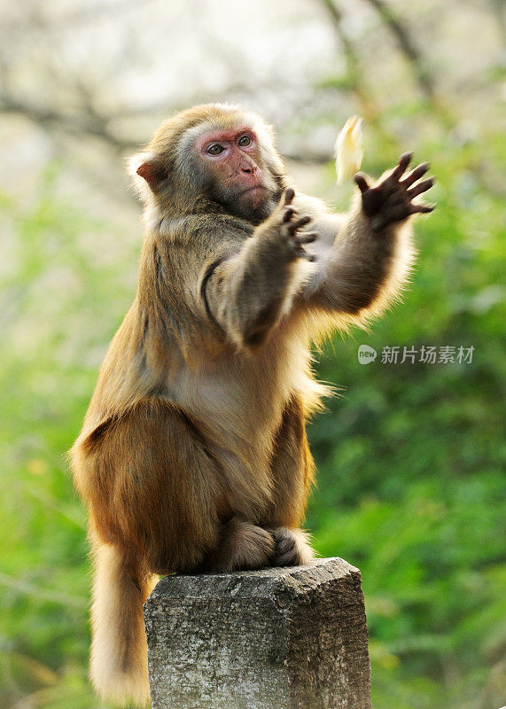 猴子在抓食物