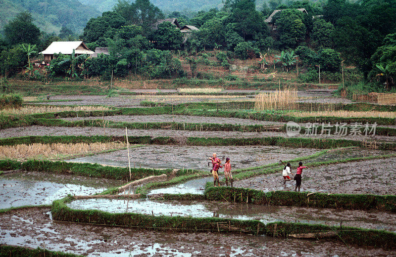越南的梯田式稻田
