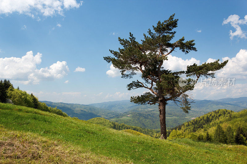 孤松。Beskid,波兰。