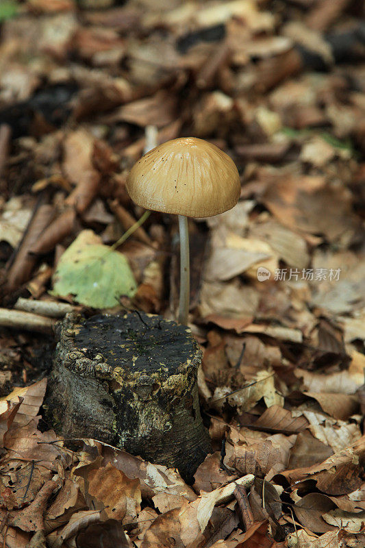 深根蘑菇