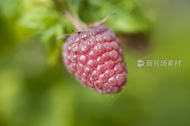 阳光下的覆盆子(悬钩子)特写