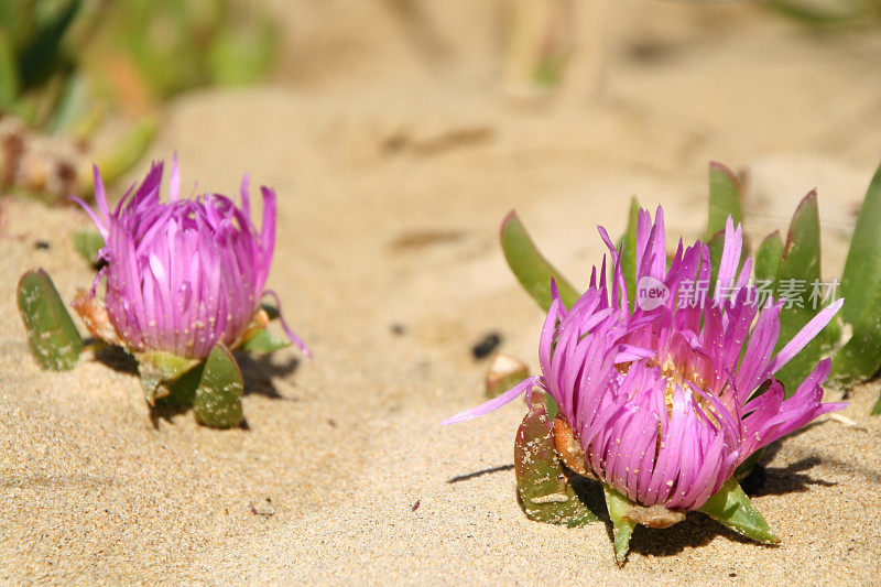 沙滩上的两朵花