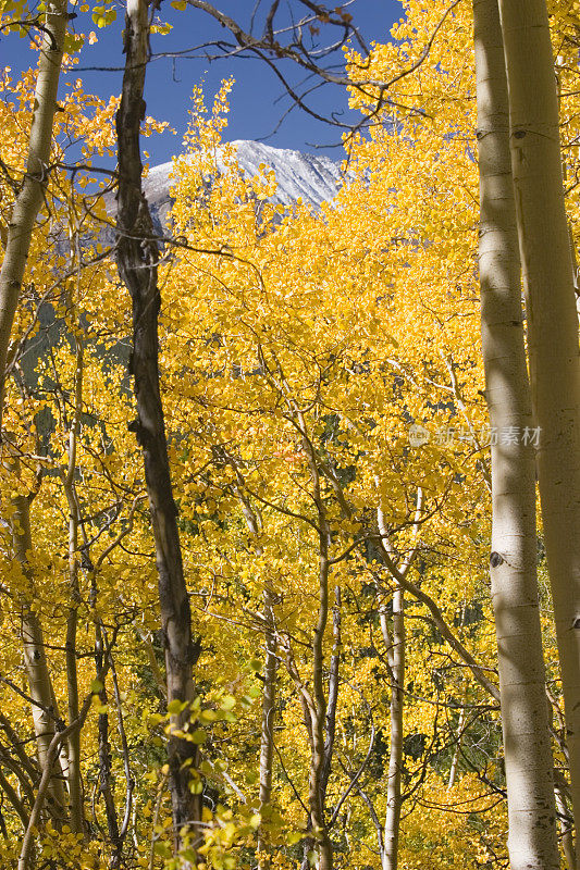 秋天的颜色在北风通过科罗拉多