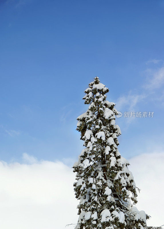 白雪覆盖的高大松树