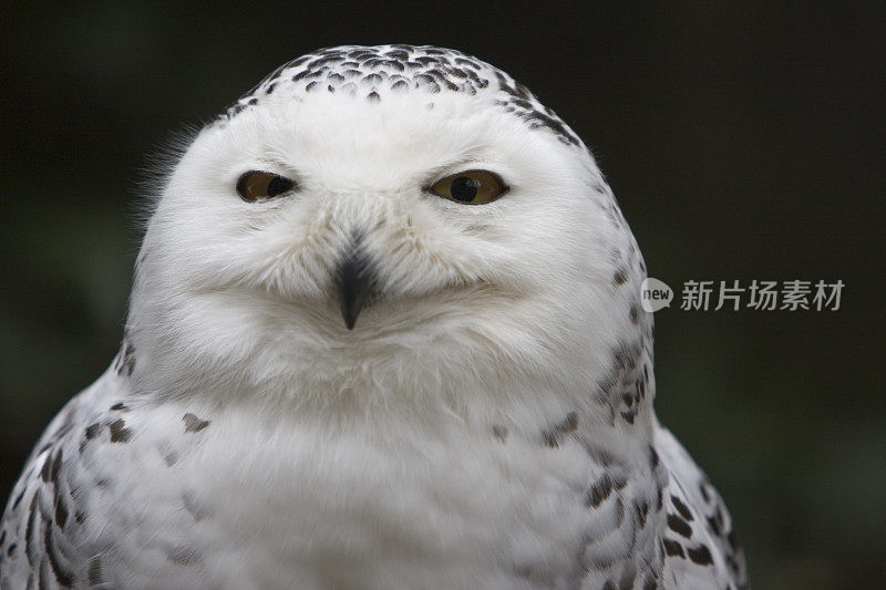 雪鸮