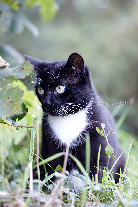 灌木丛中的黑白猫