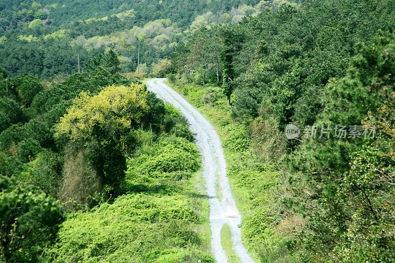 茂密的森林道路