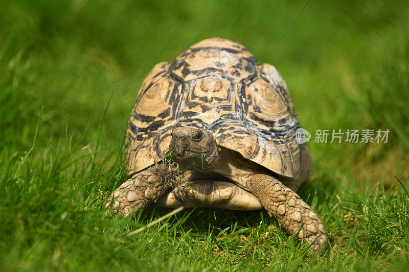 饥饿的乌龟