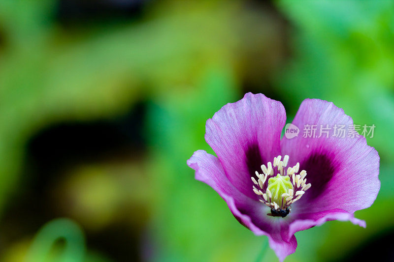 绿色背景上的紫色罂粟花