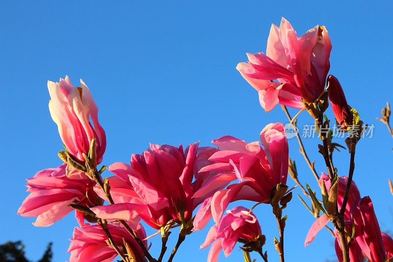 郁金香树(木兰soulangeana)粉红色的花