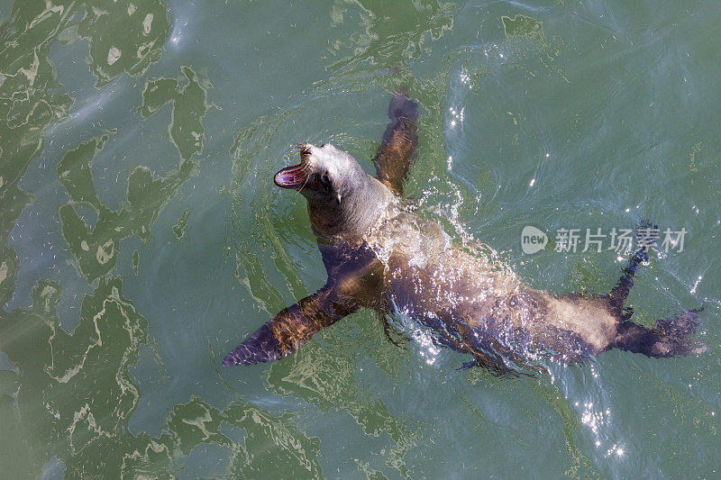 蒙特雷港的海狮