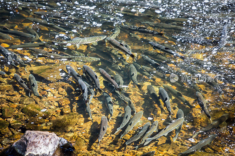 在浅水中通过藻类和岩石向上游游动的鲑鱼