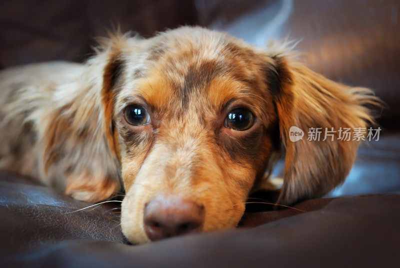 吉娃娃腊肠犬的杂交狗被称为墨西哥热狗或Chiweenie