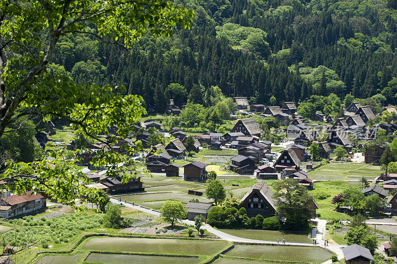 树木和建筑物的高角度视图