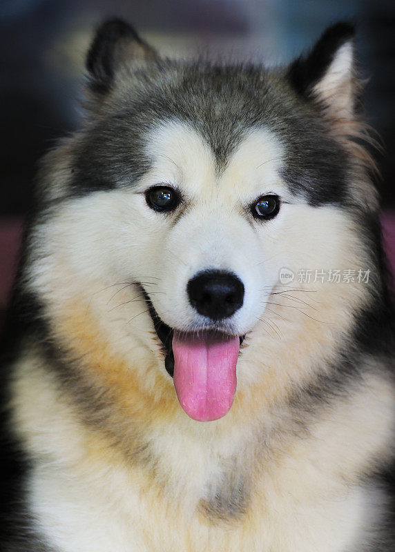 阿拉斯加malamute03