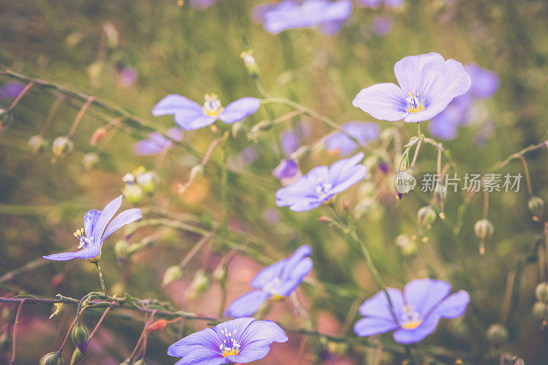 亚麻花盛开的春天特写-自然背景