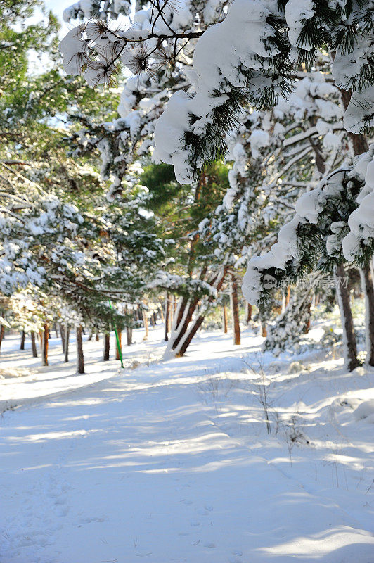 森林里的雪