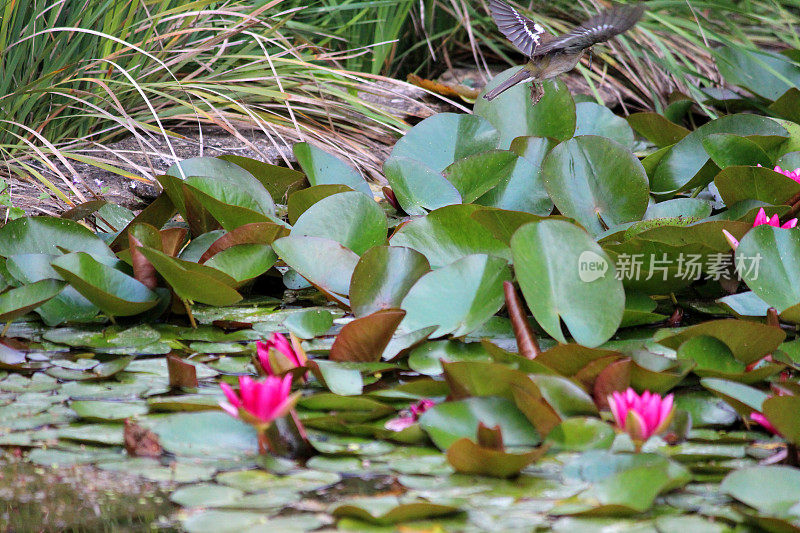 粉色的睡莲花，睡莲，花园池塘