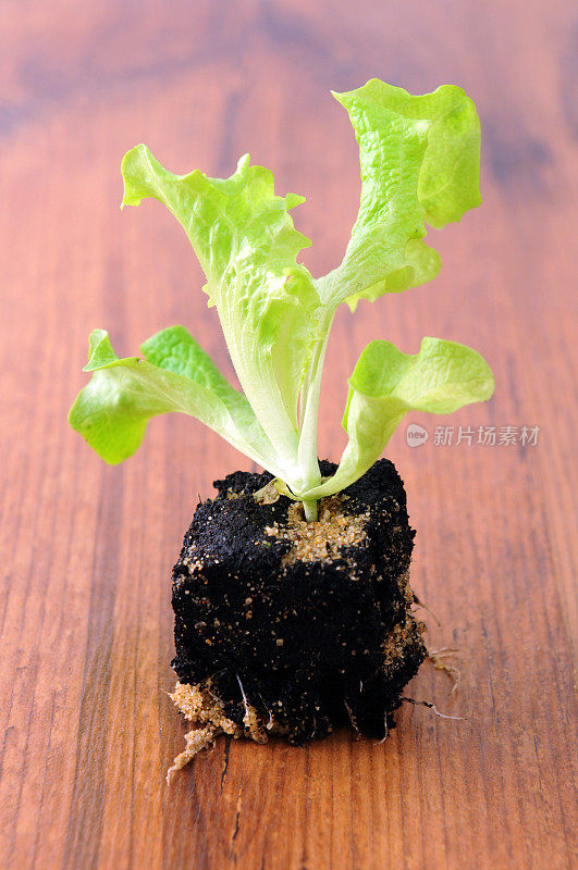 生菜沙拉幼苗。在春天种植。