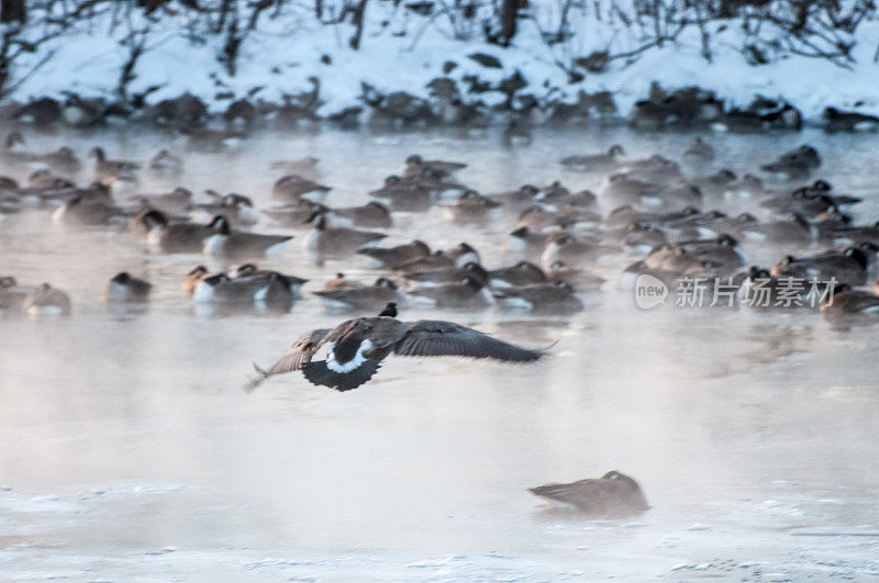 在部分结冰的湖面上飞翔和休息的加拿大鹅