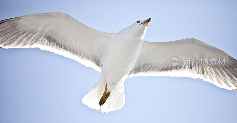 白色的海鸥在蓝天中飞翔