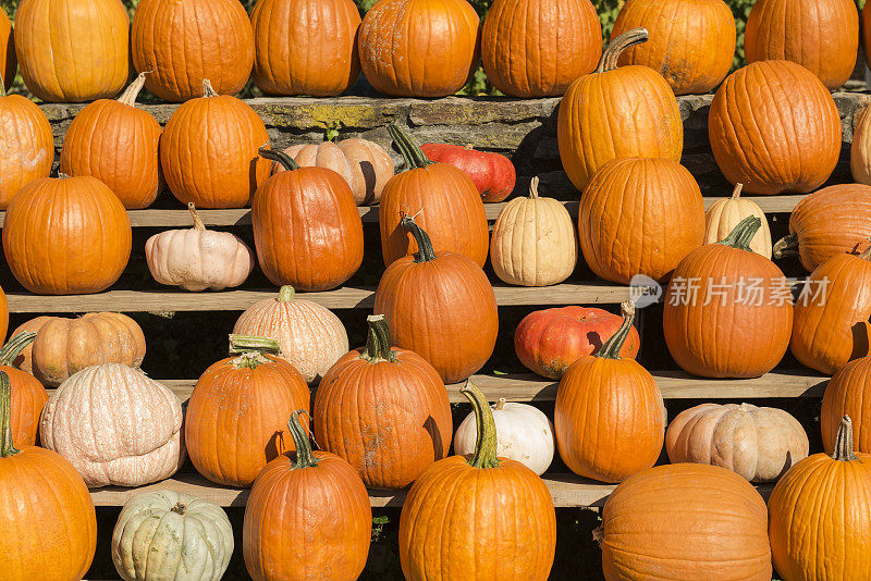 南瓜和其他葫芦展出