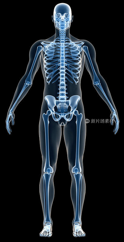 用x光照射人体骨骼进行研究