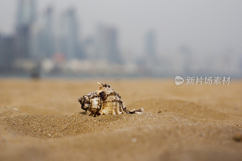 海滩上的海螺