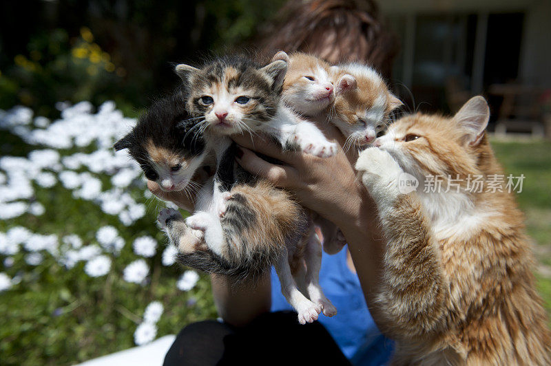 抱着四只小猫和他们的妈妈的女人