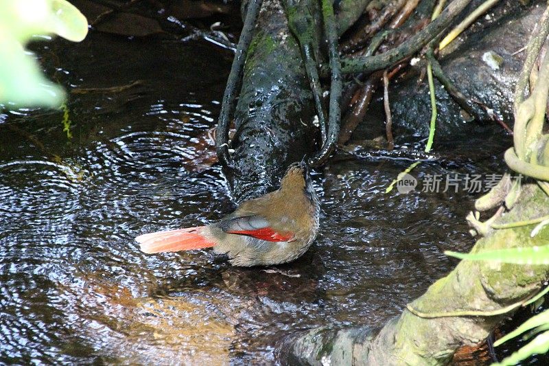 红翼Laughingthrush