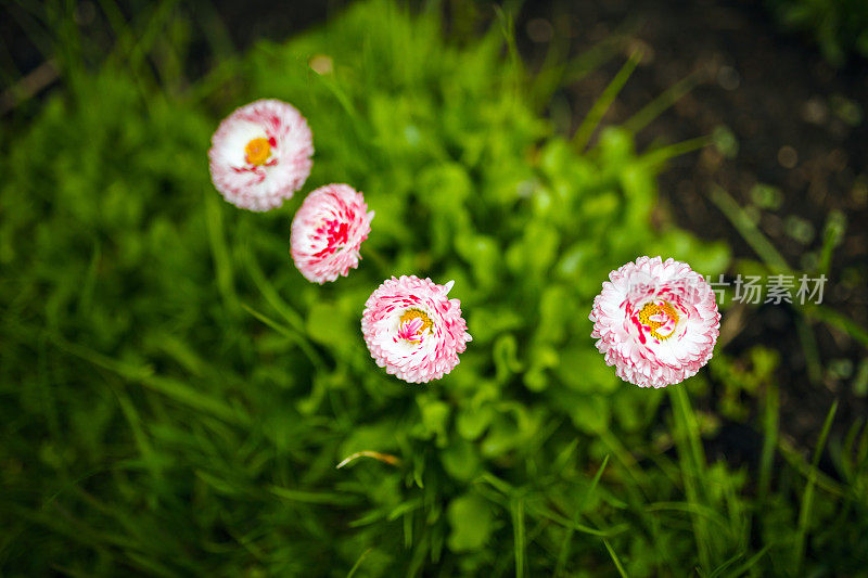 粉红色的花朵