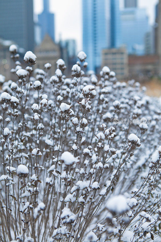 花下的雪