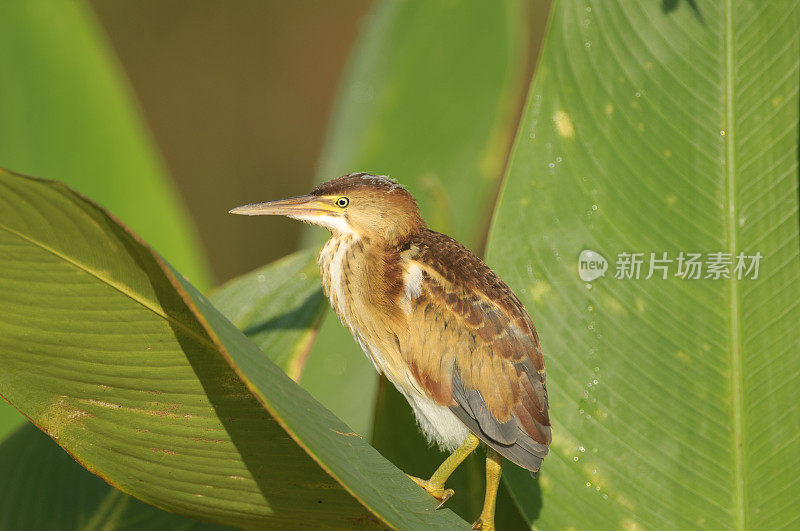 最少麻鸦站在叶子上