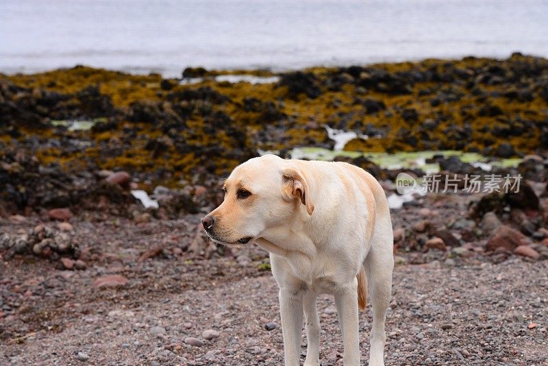 拉布拉多寻回犬