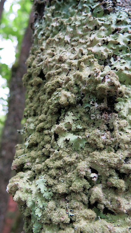 生长在树上的蜡纸地衣真菌
