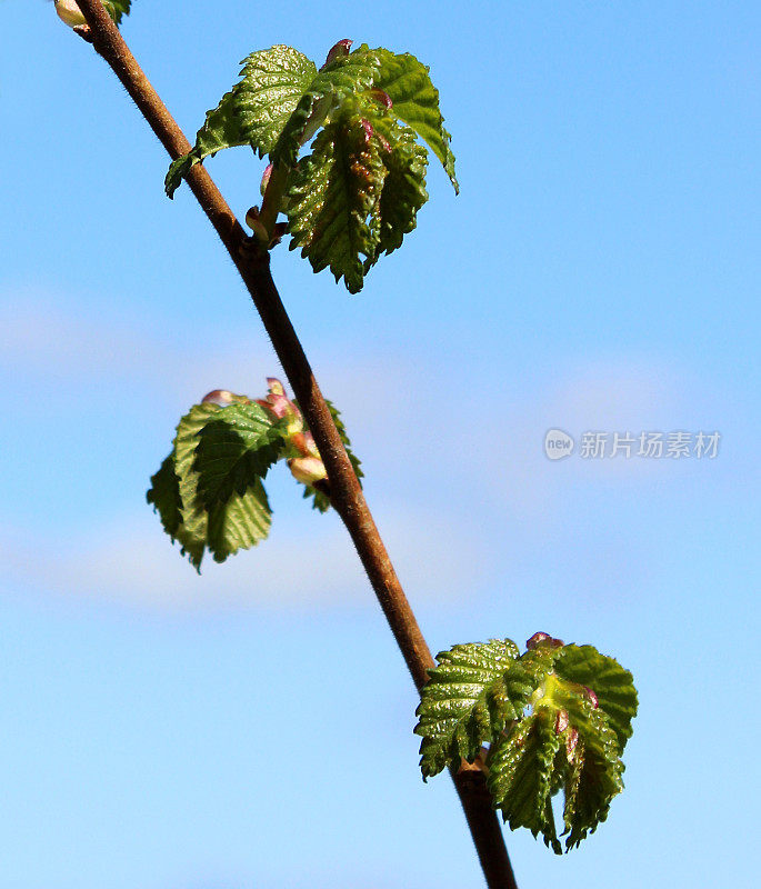 近距离拍摄的榆(英国榆树)春天的叶子