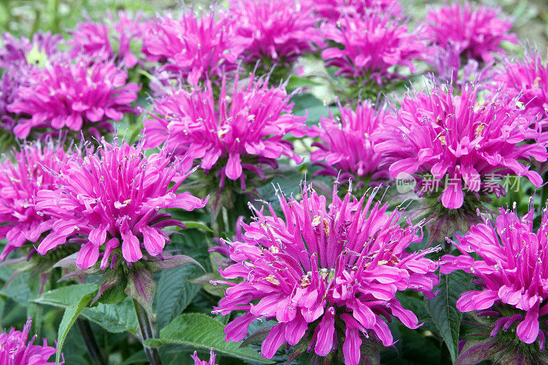 Monarda