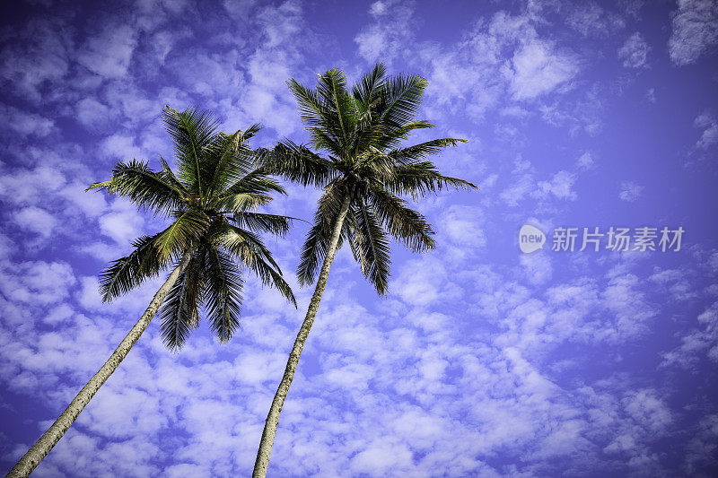 两棵棕榈树映衬着多云的天空