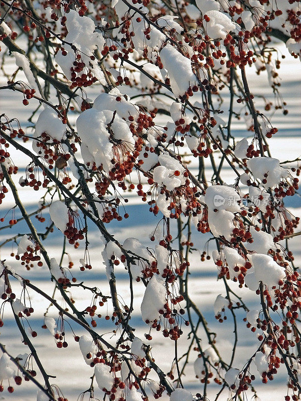 雪覆盖莓丛