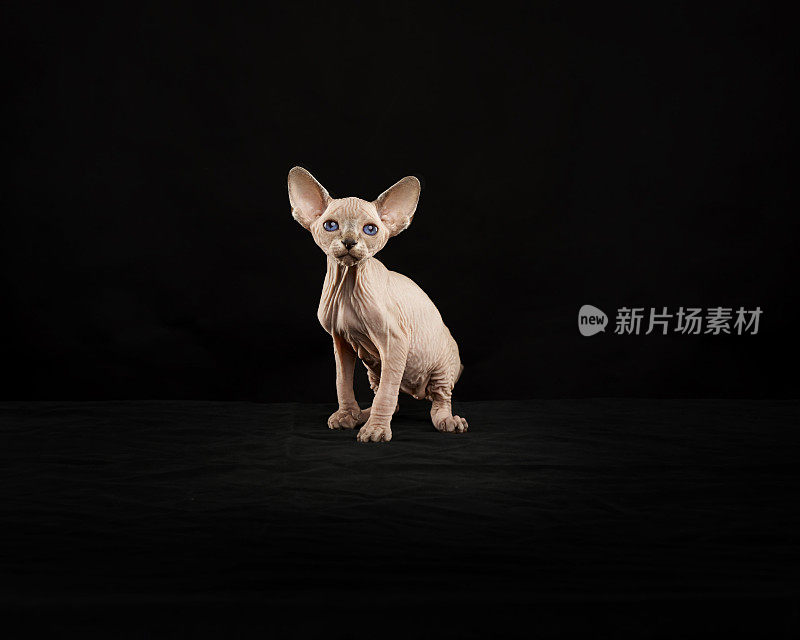 Sphynx猫