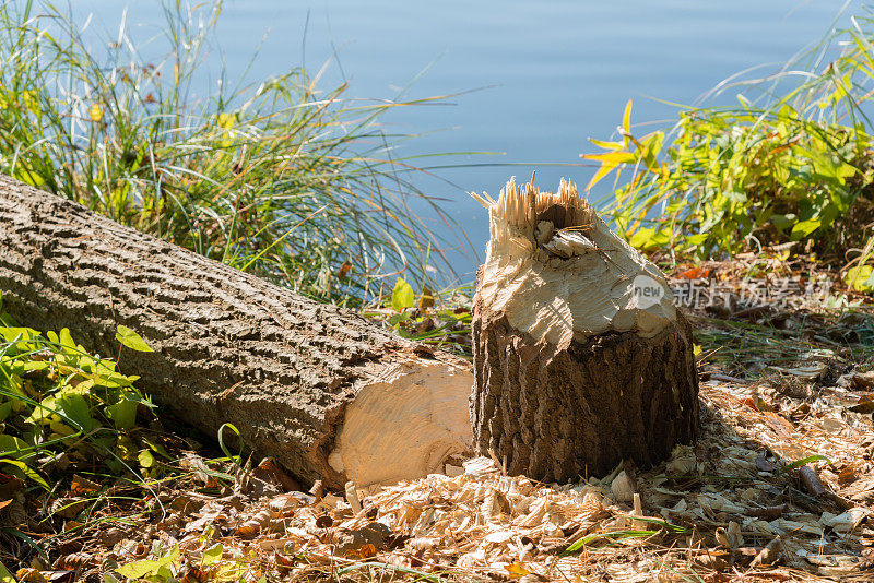 海狸标记-树倒在湖边