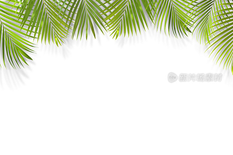 棕榈叶背景孤立在白色