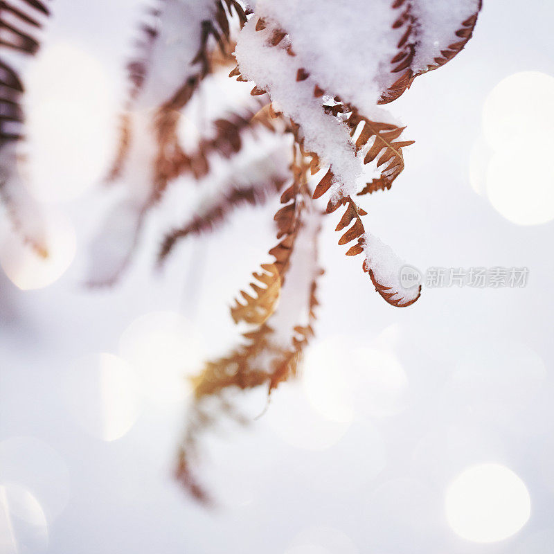 覆盖着雪的蕨类植物