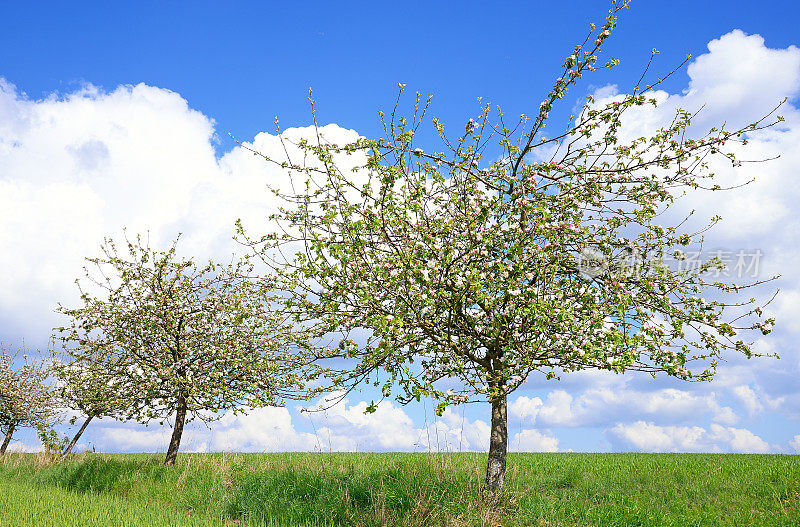 春天在绿色的田野上的一排开花的苹果树