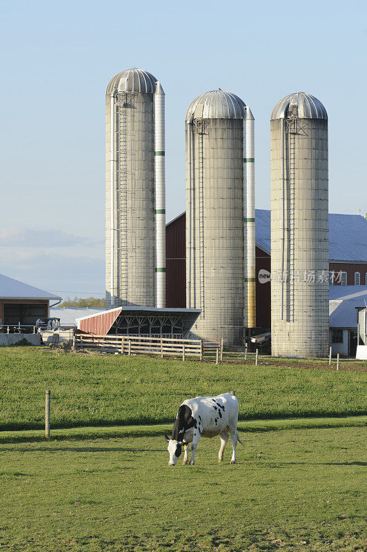 奶牛农场与荷斯坦奶牛和筒仓，风景优美的国家景观