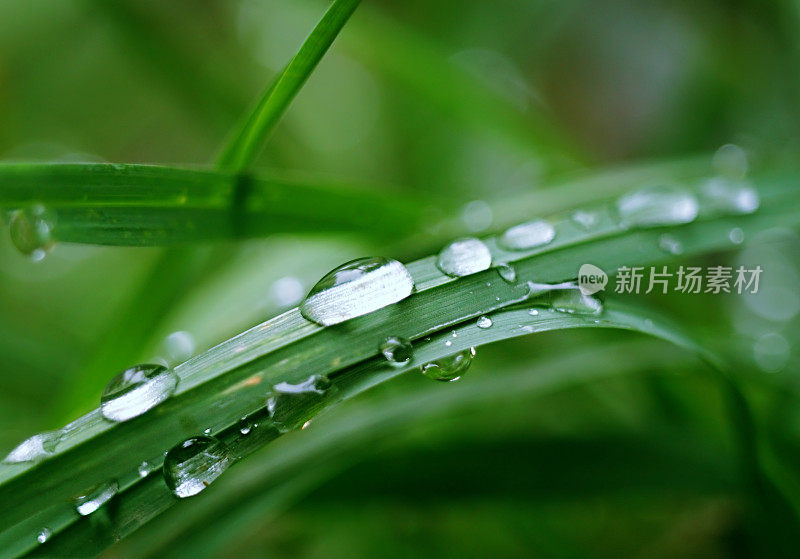 雨中的草