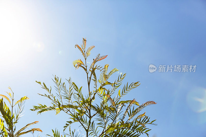 特写桉树在阳光下，复制空间