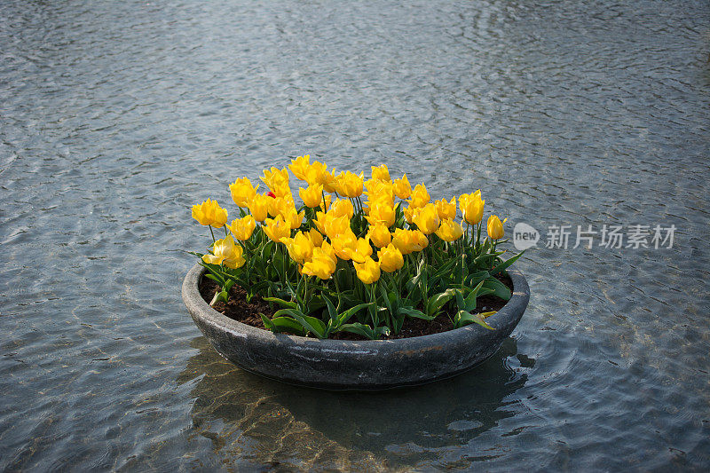 池塘里的黄色郁金香